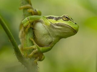 Boomkikker in Brabant krijgt elf kilometer lange snelweg