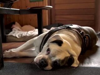 'Dierenbeschermers mogen BNN op beide wangen zoenen'