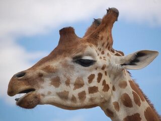 Waarom de giraf misschien vier keer zo veel bescherming nodig heeft