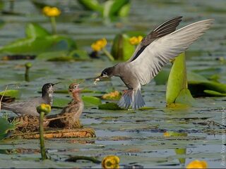 Recordaantal broedende zwarte sterns langs Zwarte Water