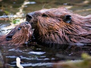Bevers vergroten de biodiversiteit