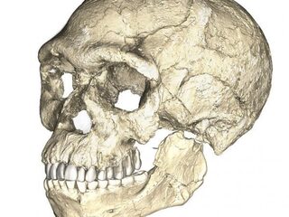 Moderne mens veel ouder dan gedacht