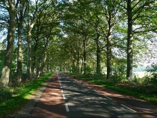 Verkeerd geplaatste bomen kunnen luchtvervuiling verergeren