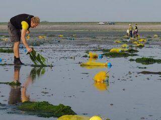 Schimmel belemmert herstel zeegras