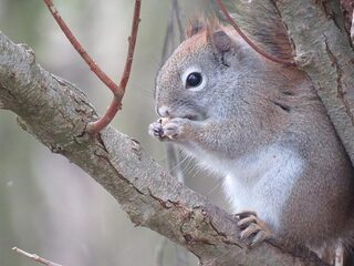 Niet hackers, maar eekhoorns verstoren infrastructuur
