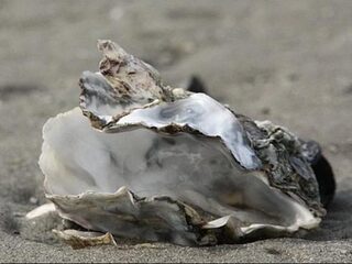 Oesters slurpen kan weer
