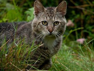 Alle huiskatten verplicht steriliseren of castreren