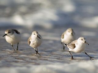Hoe fotografeer je wind? Tips en inspiratie