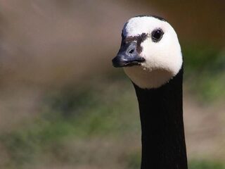 Extreem weer op de Noordpool