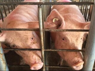 Een mens-varken maken: het kan