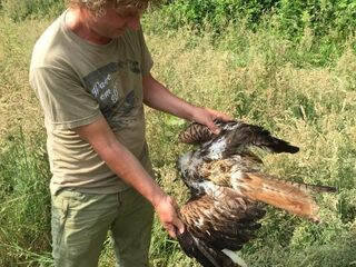 Zeldzame rode wouw vermoedelijk dood door landbouwgif