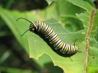 Heeft Nederland een immigratiebeleid voor planten nodig?