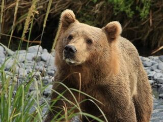Reuzenkangoeroe en bruine beer niet meer als huisdier