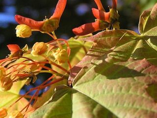 Roetschorsziekte bij meer bomen