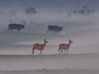 Minder grazers maakt de Oostvaardersplassen aantrekkelijker?