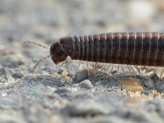 Miljoenpoot ontdekt met vier penissen