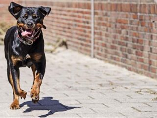 'Ik me wel voorstellen dat je nu denkt: waarom moet mijn hond nu aangelijnd en gemuilkorfd worden?'