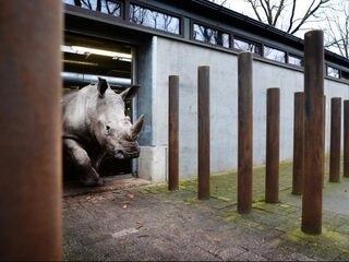 Uitstervende neushoorn zelfs in dierentuin onveilig