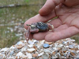 Tekort aan kalk in de natuur: wie veroorzaakt dat?