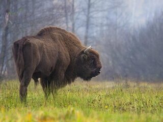 Voorouder wisent ontdekt in grotschilderingen