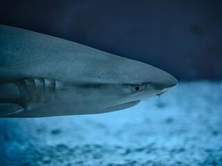 Pleidooi voor betere bescherming van haaien