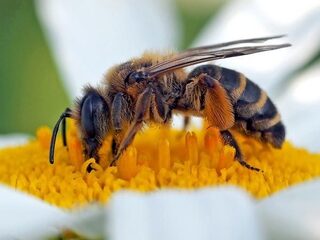 Neonicotinoïden nekken wilde bij