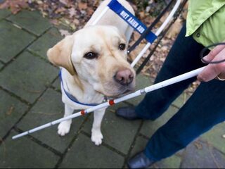 Leon (20) is visueel beperkt en wil graag werken, maar wie helpt hem?