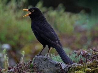 Merelzang: het geluid van de lente