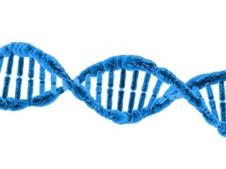 Het menselijk genoom bekend? Dat van de Europeaan, zul je bedoelen