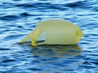 Dolfijn met 30 plastic zakken in z’n maag gevonden