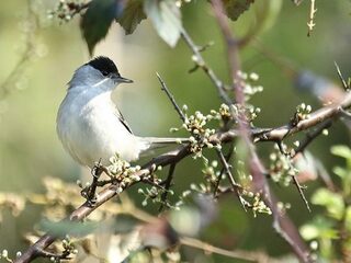 Gevarieerde zang van de zwartkop