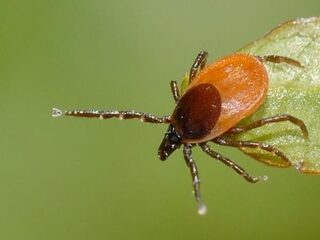 Aantal teken door het hele land toegenomen