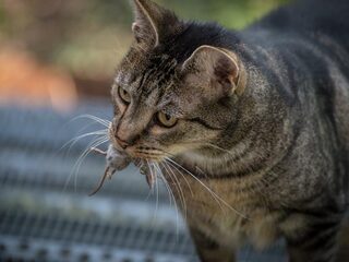 Veelvoorkomende kattenparasiet maakt je (meestal) toch niet meer psychotisch