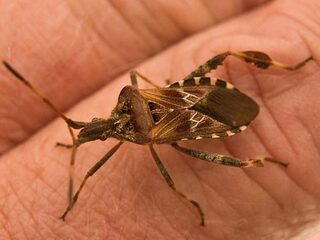 Dodelijke wants in Nederland?