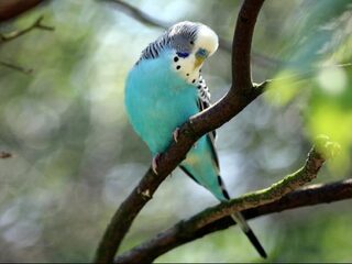 Grasparkieten begrijpen grammatica beter dan zebravinken