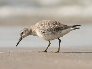Vliegrecord voor kanoet: in een ruk van Canada naar Terschelling