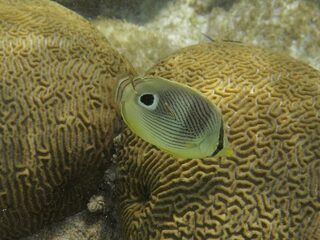'Nederlands koraal sterft uit'