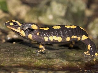 Klein beetje hoop voor de vuursalamander