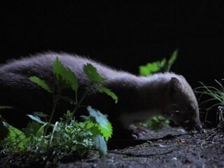 Hoe voorkom je overlast van steenmarters?