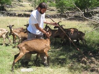 De herder is weer hot