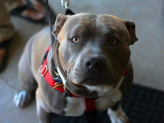 'Mensen die een risicohond willen, moeten eerst op cursus'