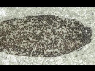 Nederlandse kever overleefde grootste uitstervingsgolf ooit