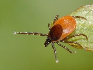 Ouderen vatbaarder voor lymeziekte