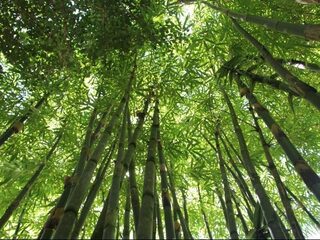 Nieuwe manier om stress van bossen te meten