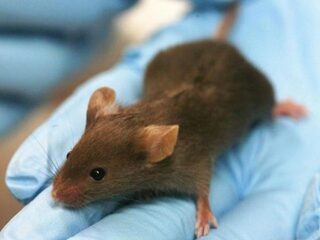 Dove muizen horen weer dankzij synthetisch virus