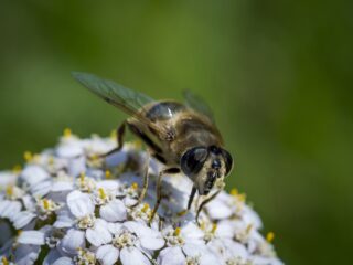 Nederland verliest rap haar biodiversiteit: 'We moeten aan het werk'