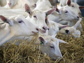 'Huisartsen moeten vaker uit het raam kijken'