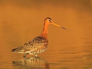 Dramatisch broedseizoen voor de grutto