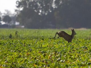 'We moeten niet zo moeilijk doen over jagen'