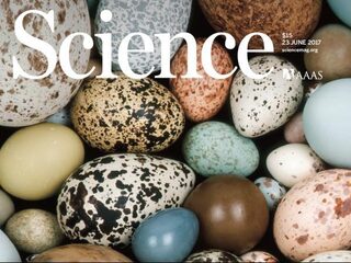 Vogelsoorten die minder vliegen leggen rondere eieren